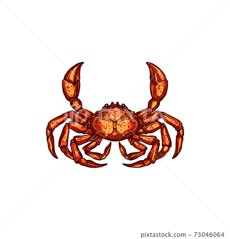 Marine crab sketch, monochrome nautical animal Marine crab sketch, monochrome nautical animal 73046064