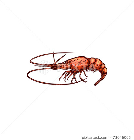 Prawn shrimp isolated vector marine animal sketch Prawn shrimp isolated vector marine animal sketch 73046065