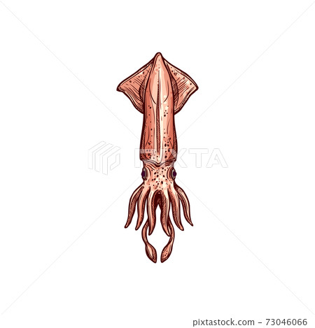 Squid isolated mollusca Cephalopoda Pholidoteuthis Squid isolated mollusca Cephalopoda Pholidoteuthis 73046066