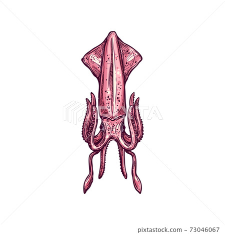 Giant squid Pholidoteuthis isolated marine animal Giant squid Pholidoteuthis isolated marine animal 73046067