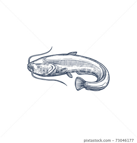 Catfish or sheatfish isolated ray-finished fish 73046177