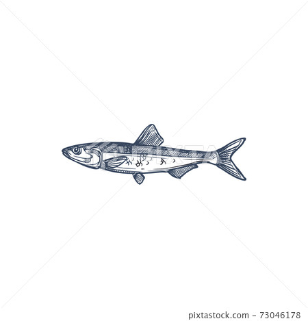 Anchovy small forage fish isolated sketch drawing 73046178