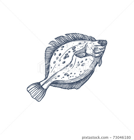 Gulf flounder isolated ocean fish European halibut Gulf flounder isolated ocean fish European halibut 73046180
