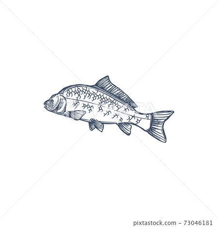 Fish, isolated common carp hand drawn sketch icon 73046181