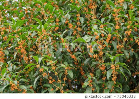 Image of Kanagi 73046338