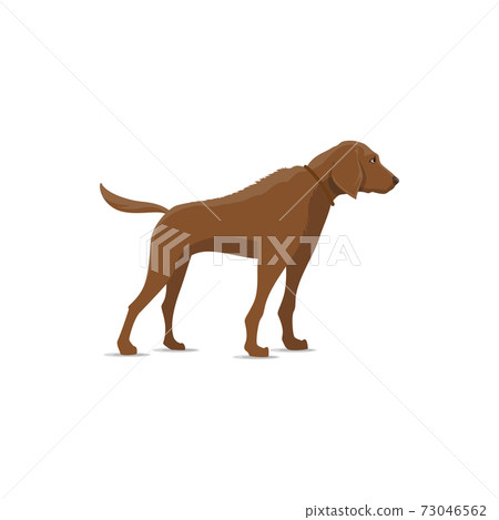 Pointer hound dog isolated icon Pointer hound dog isolated icon 73046562