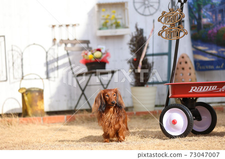達克斯獵犬在花園裡玩耍 73047007