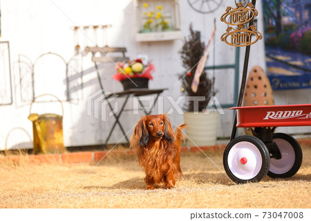 達克斯獵犬在花園裡玩耍 73047008