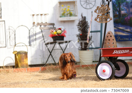 達克斯獵犬在花園裡玩耍 達克斯獵犬在花園裡玩耍 73047009