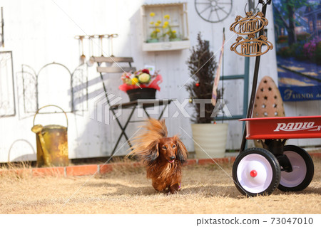 達克斯獵犬在花園裡玩耍 達克斯獵犬在花園裡玩耍 73047010