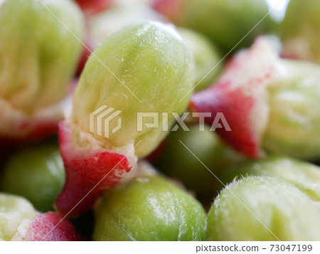 Roselle (raw material for Hibiscus tea) seeds 73047199