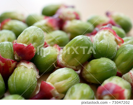 Roselle (raw material for Hibiscus tea) seeds Roselle (raw material for Hibiscus tea) seeds 73047202