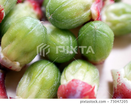 Roselle (raw material for Hibiscus tea) seeds Roselle (raw material for Hibiscus tea) seeds 73047205