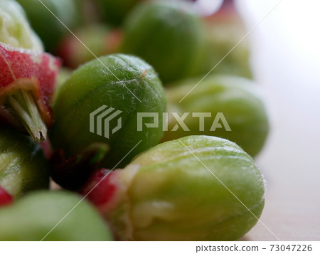 Roselle (raw material for Hibiscus tea) seeds 73047226