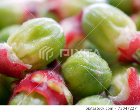 Roselle (raw material for Hibiscus tea) seeds Roselle (raw material for Hibiscus tea) seeds 73047227