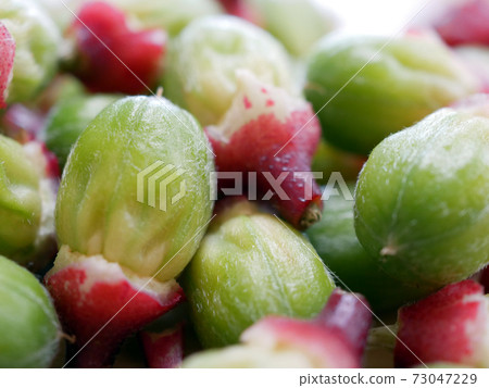 Roselle (raw material for Hibiscus tea) seeds 73047229