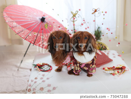 Dachshund enjoying the new year Dachshund enjoying the new year 73047288