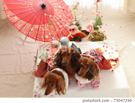 Dachshund enjoying the new year Dachshund enjoying the new year 73047290