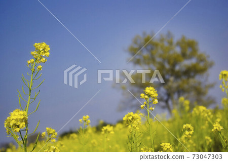 三重縣西鄉的油菜花開 73047303