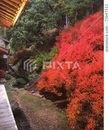 Dokudonzuji of Ankokuji 73047313