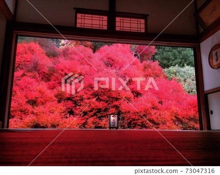 Dokudonzuji of Ankokuji Dokudonzuji of Ankokuji 73047316