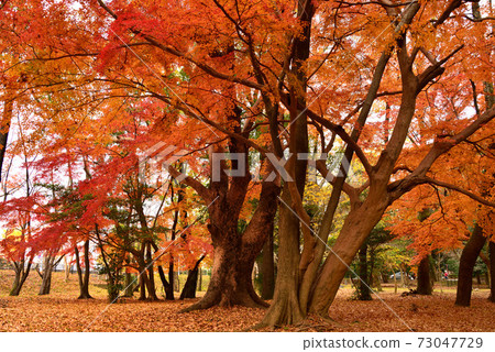 Autumn leaves in Isuzu Park, Ise City, Mie Prefecture Autumn leaves in Isuzu Park, Ise City, Mie Prefecture 73047729