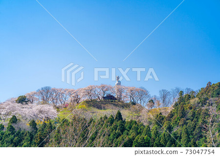 船岡城堡遺址公園內的船岡和平觀音和櫻花[宮城縣] 73047754