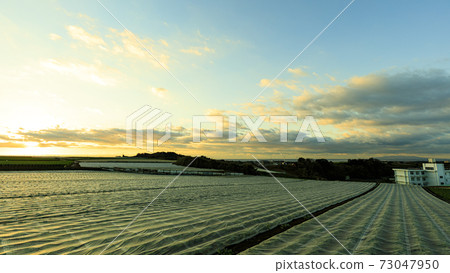 Winter of radish fields and cabbage fields, which are special products and specialties of Miura City, Kanagawa Prefecture, on the Shonan Miura Peninsula 73047950