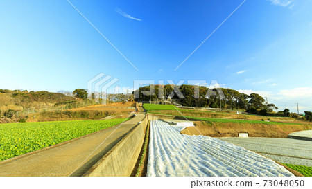 Winter of radish fields and cabbage fields, which are special products and specialties of Miura City, Kanagawa Prefecture, on the Shonan Miura Peninsula 73048050