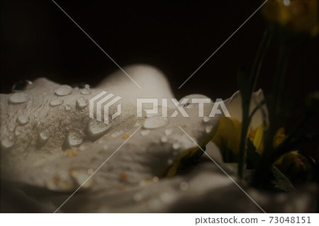 A lily flower that blooms by catching raindrops with petals A lily flower that blooms by catching raindrops with petals 73048151