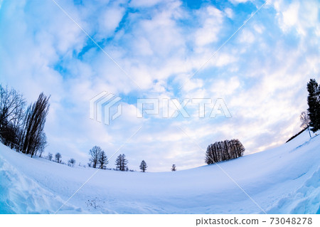 Larch forest on the snowy hill 73048278