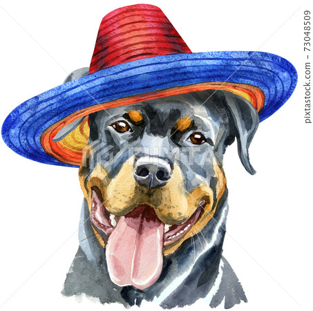 Watercolor portrait of rottweiler in mexican hat Watercolor portrait of rottweiler in mexican hat 73048509