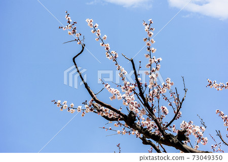 Geoncheonggung Spring 73049350