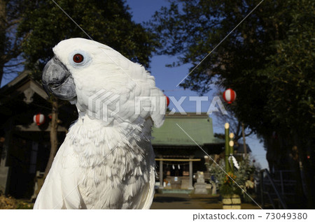 2021 White Cockatoo First Cockatoo 73049380