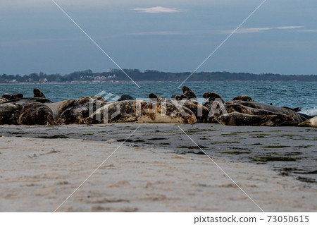 A harbor seal colony resting on a sandbank near the ocean. Picture from Falsterbo in Scania, Sweden 73050615