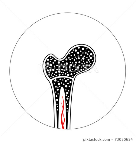 Human internal organs 73050654