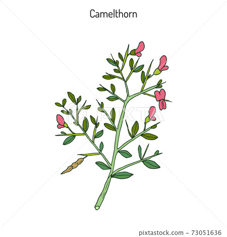 Camelthorn Alhagi maurorum Camelthorn Alhagi maurorum 73051636