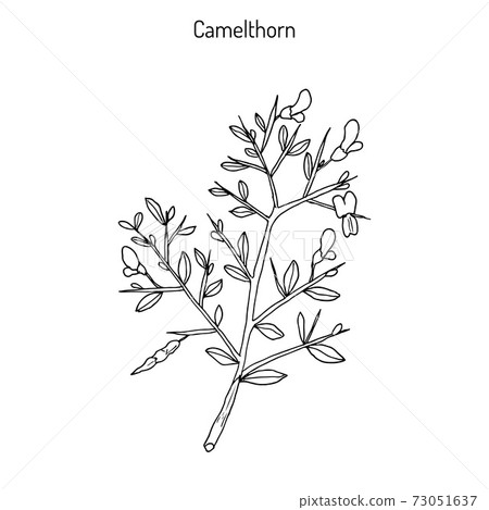Camelthorn Alhagi maurorum Camelthorn Alhagi maurorum 73051637