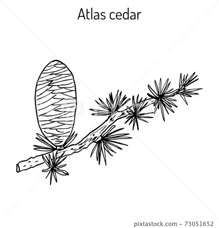 Branch of a Atlas Cedar Cedrus atlantica Glauca Branch of a Atlas Cedar Cedrus atlantica Glauca 73051652