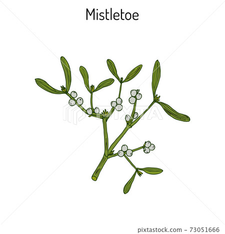 White mistletoe Viscum album 73051666
