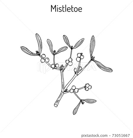 White mistletoe Viscum album or European mistletoe or common mistletoe 73051667