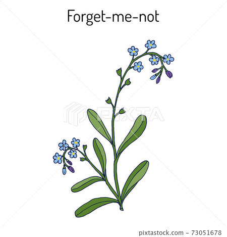 Forget Me Not Myosotis Arvensis 插圖素材 圖庫