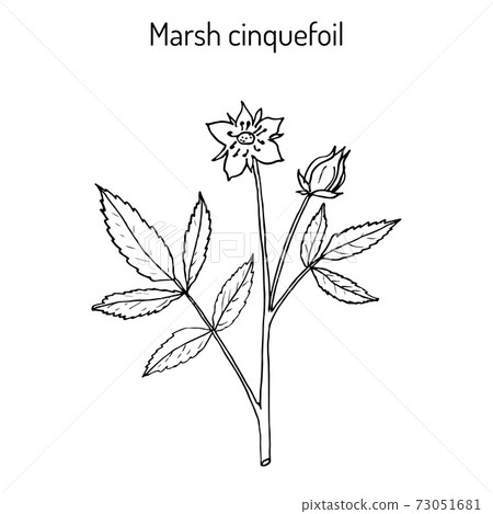 Purple Marshlocks comarum palustre , or swamp cinquefoil, marsh cinquefoil. Medicinal plant 73051681