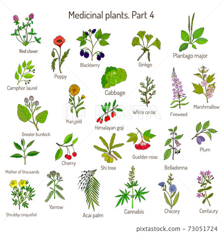 Vintage collection of hand drawn medical herbs and plants. Botanical set 73051724