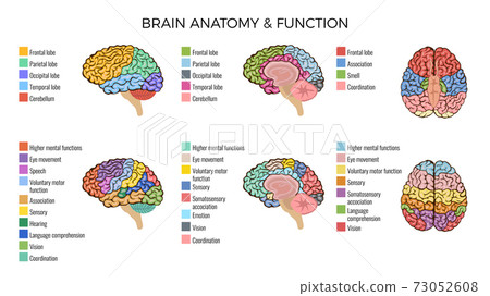 anatomy of the brain