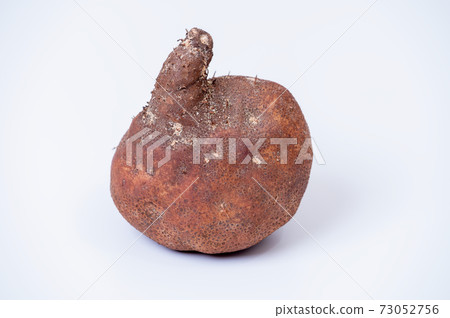 加賀圓蛾拍攝照片白色背景 73052756