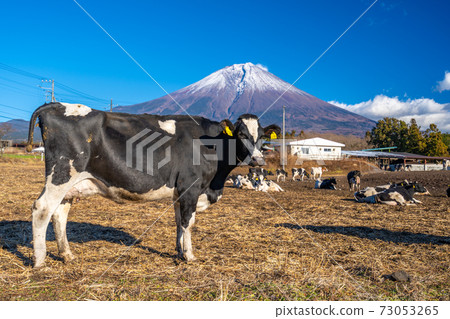 朝霧高原奶牛 朝霧高原奶牛 73053265