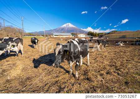 朝霧高原奶牛 朝霧高原奶牛 73053267