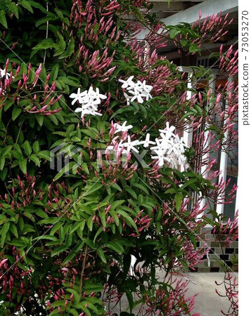 Hagoromo茉莉花處於典型生長狀態 73053270