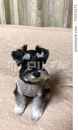 迷你schnauser，眼睛好 73053271